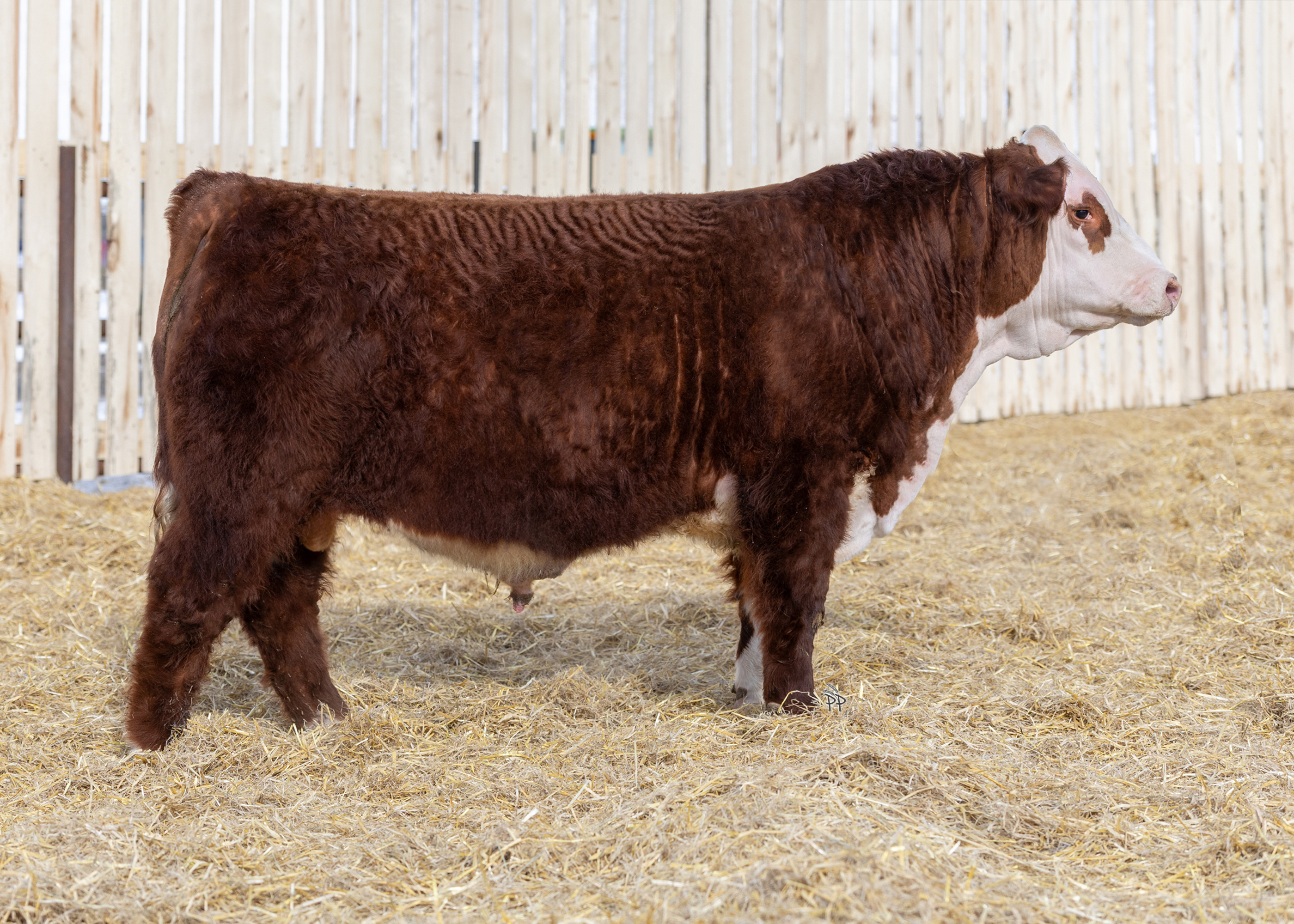 bull